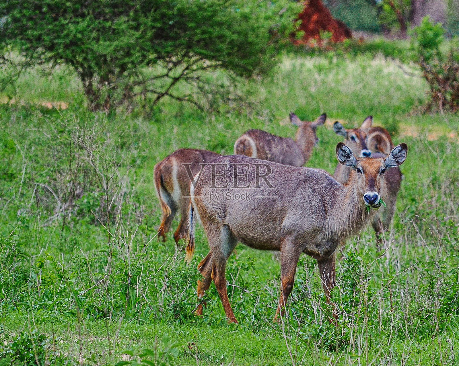 塔兰吉雷国家公园照片摄影图片