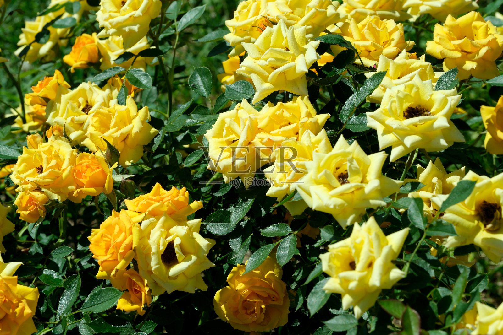 美丽的绿色背景的玫瑰盛开在玫瑰园照片摄影图片