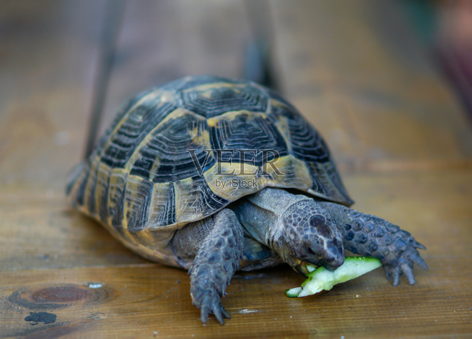 宠物龟在木头上吃生菜沙拉照片摄影图片