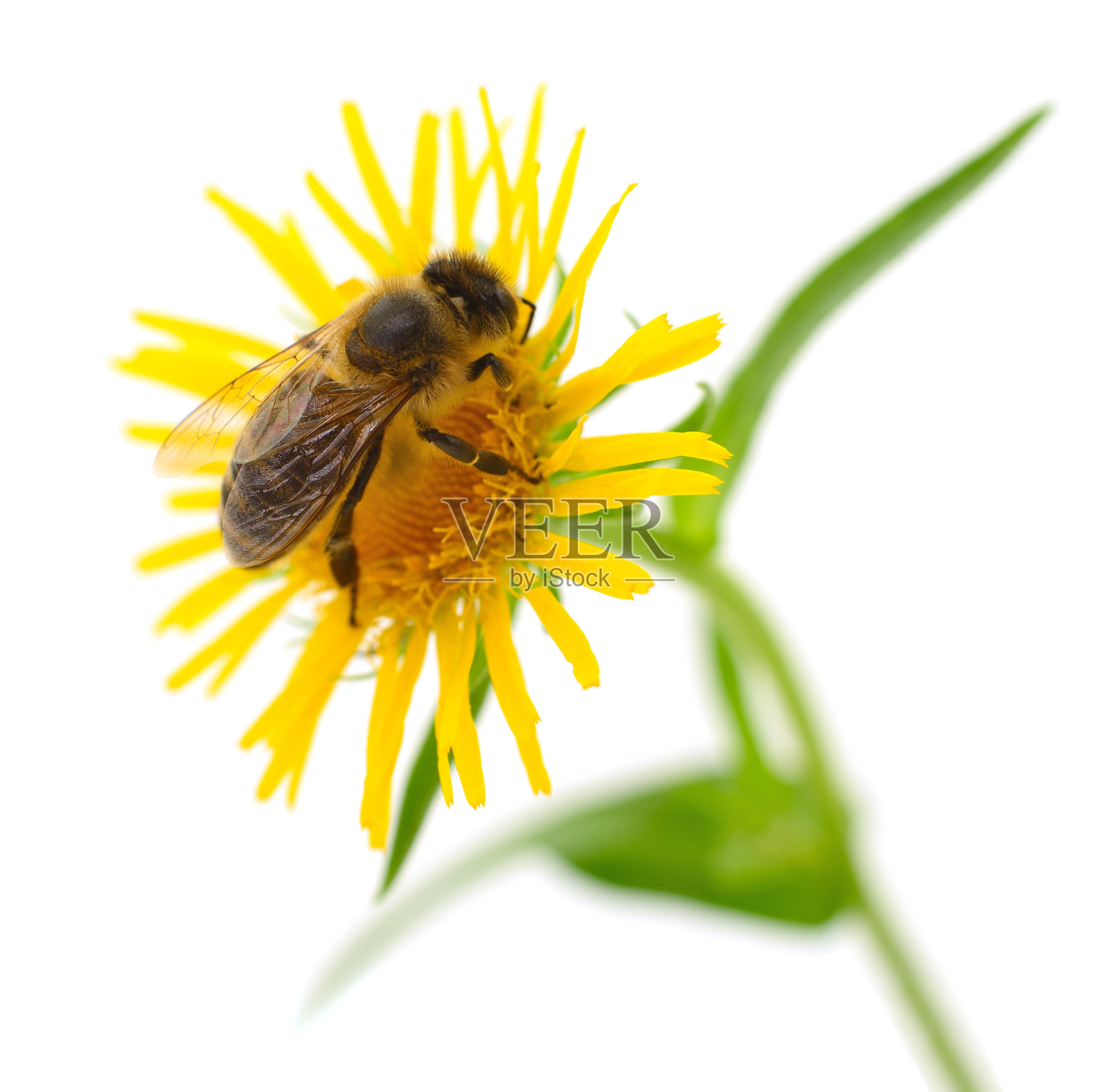蜜蜂和黄花照片摄影图片