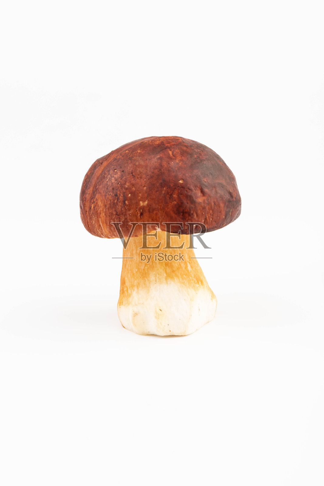 湾牛肝菌。白底剪径分离食用菌(Boletus badius)。包装设计元素。野生森林蘑菇照片摄影图片