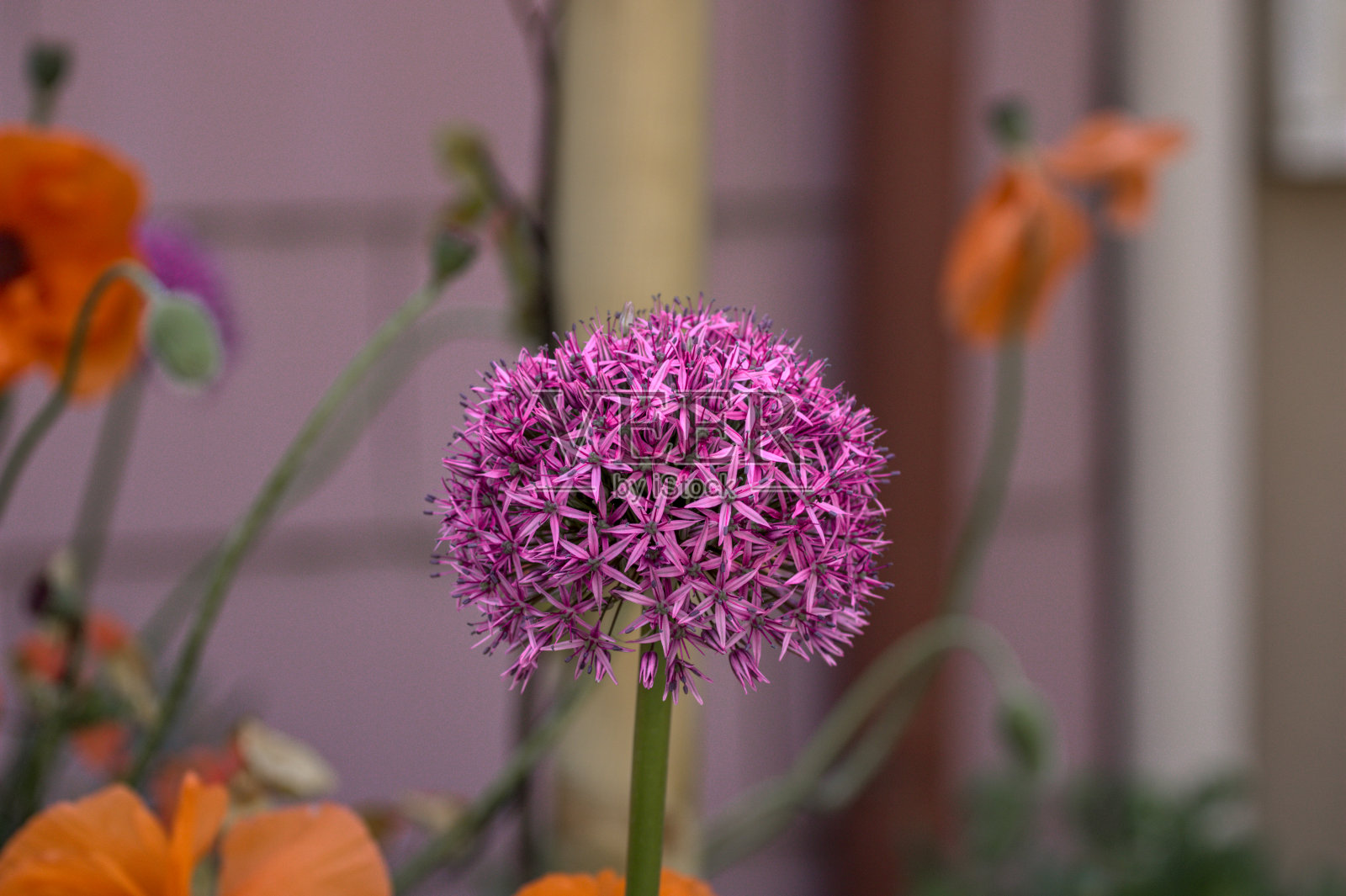 粉红色的花头对模糊的橙色花背景照片摄影图片