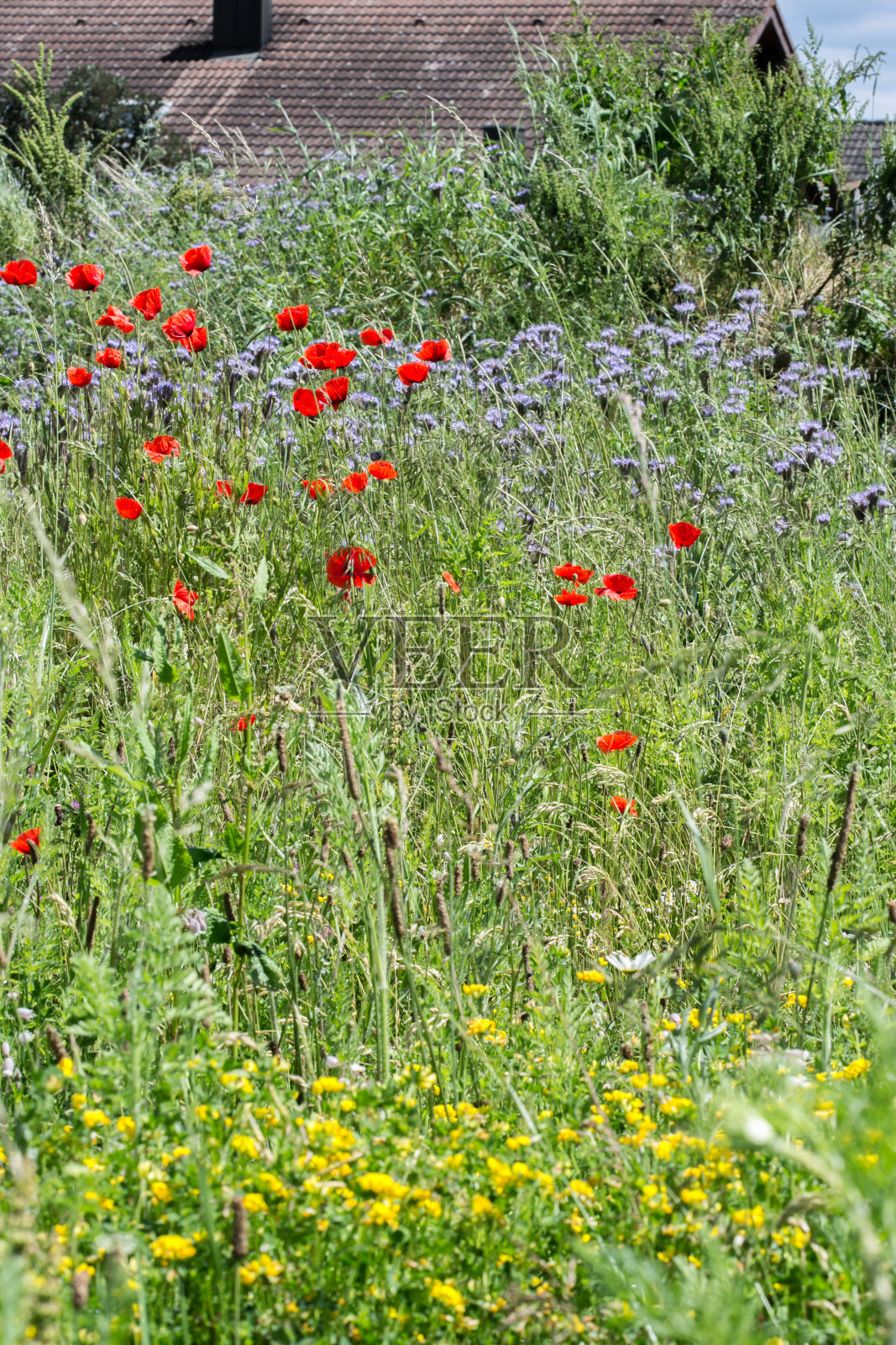 天然野花草地照片摄影图片