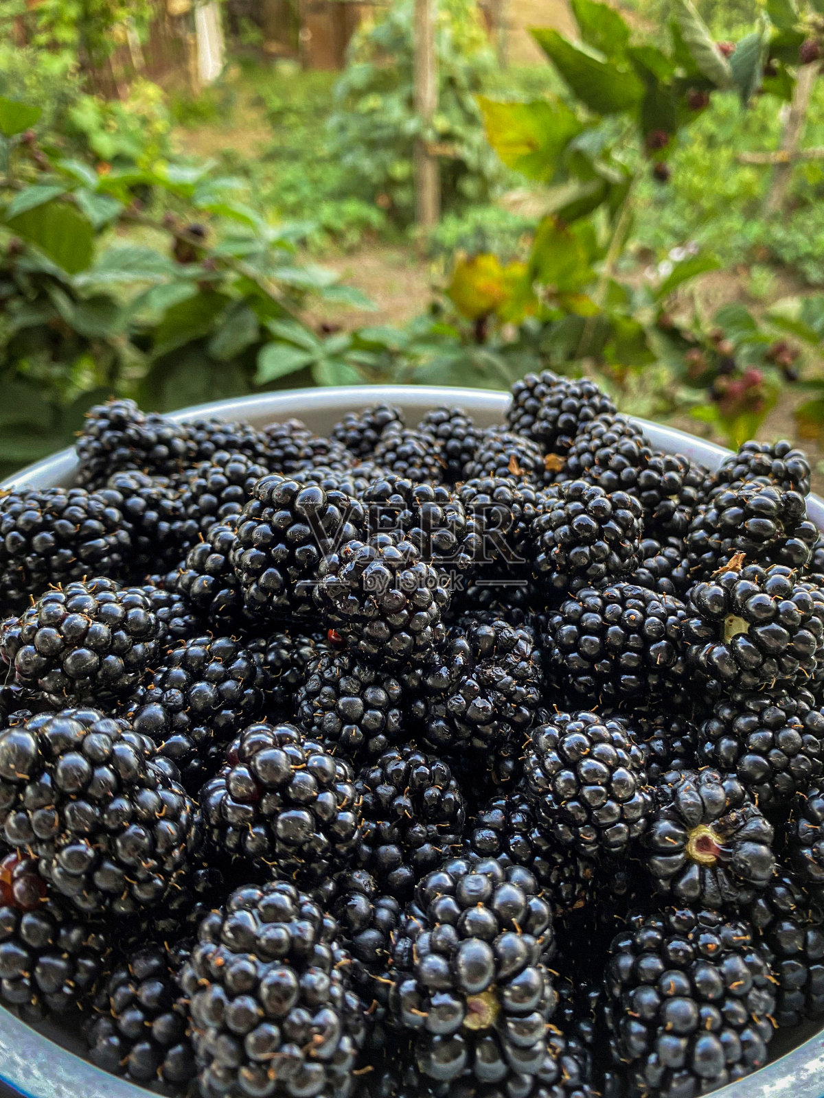 地上的黑莓照片摄影图片