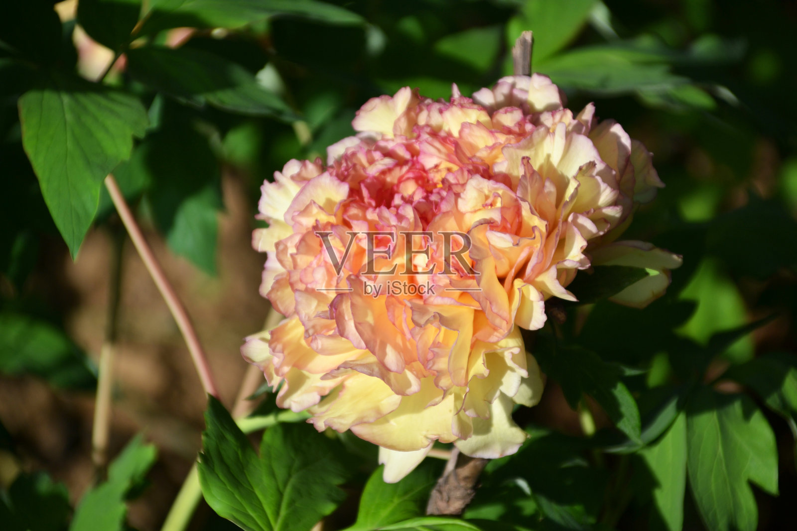 中国,洛阳,中国洛阳牡丹文化节,黄色的牡丹盛开照片摄影图片