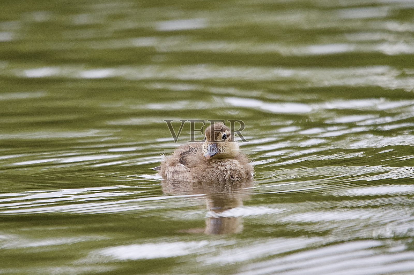 可爱毛茸茸的绿头鸭小鸭照片摄影图片