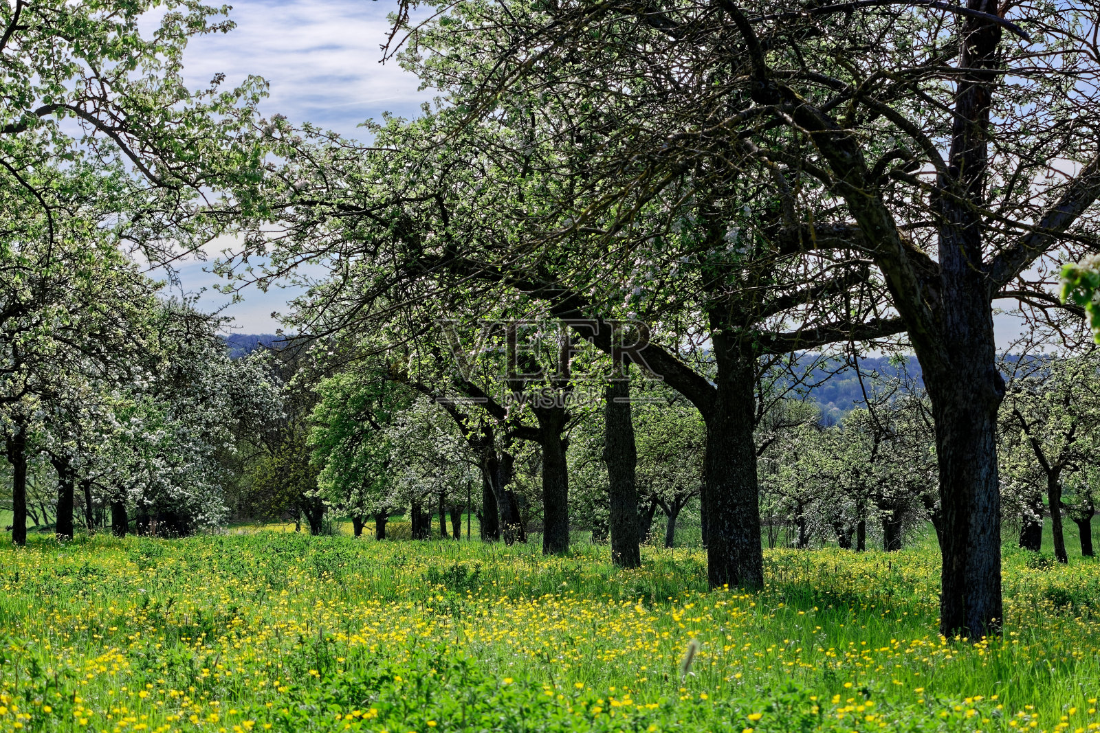 巴伐利亚美丽的春日照片摄影图片