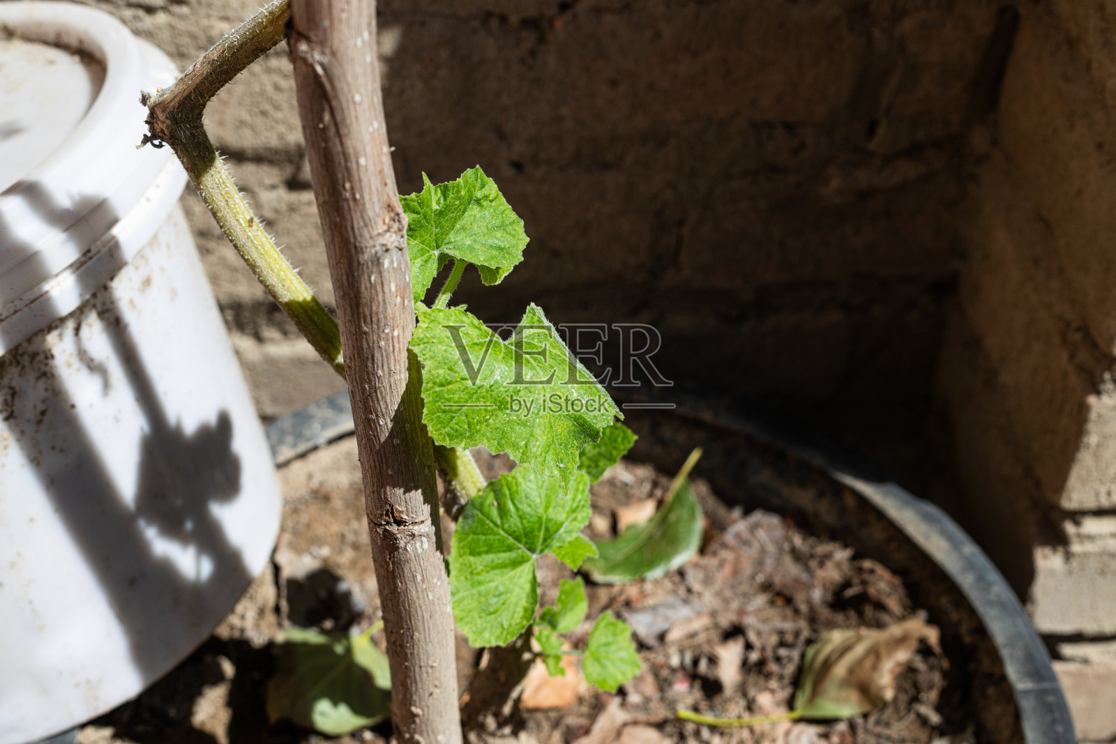 甜瓜幼苗照片摄影图片