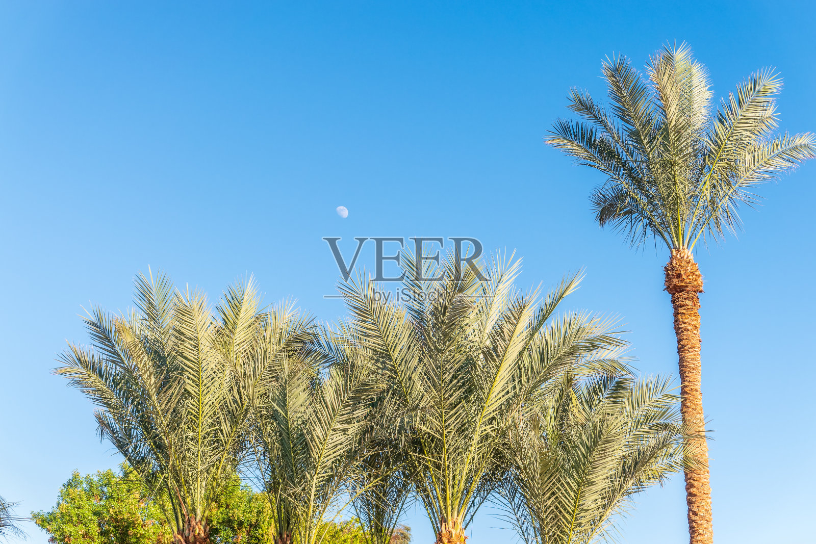 棕榈树的绿叶在蓝色的背景照片摄影图片