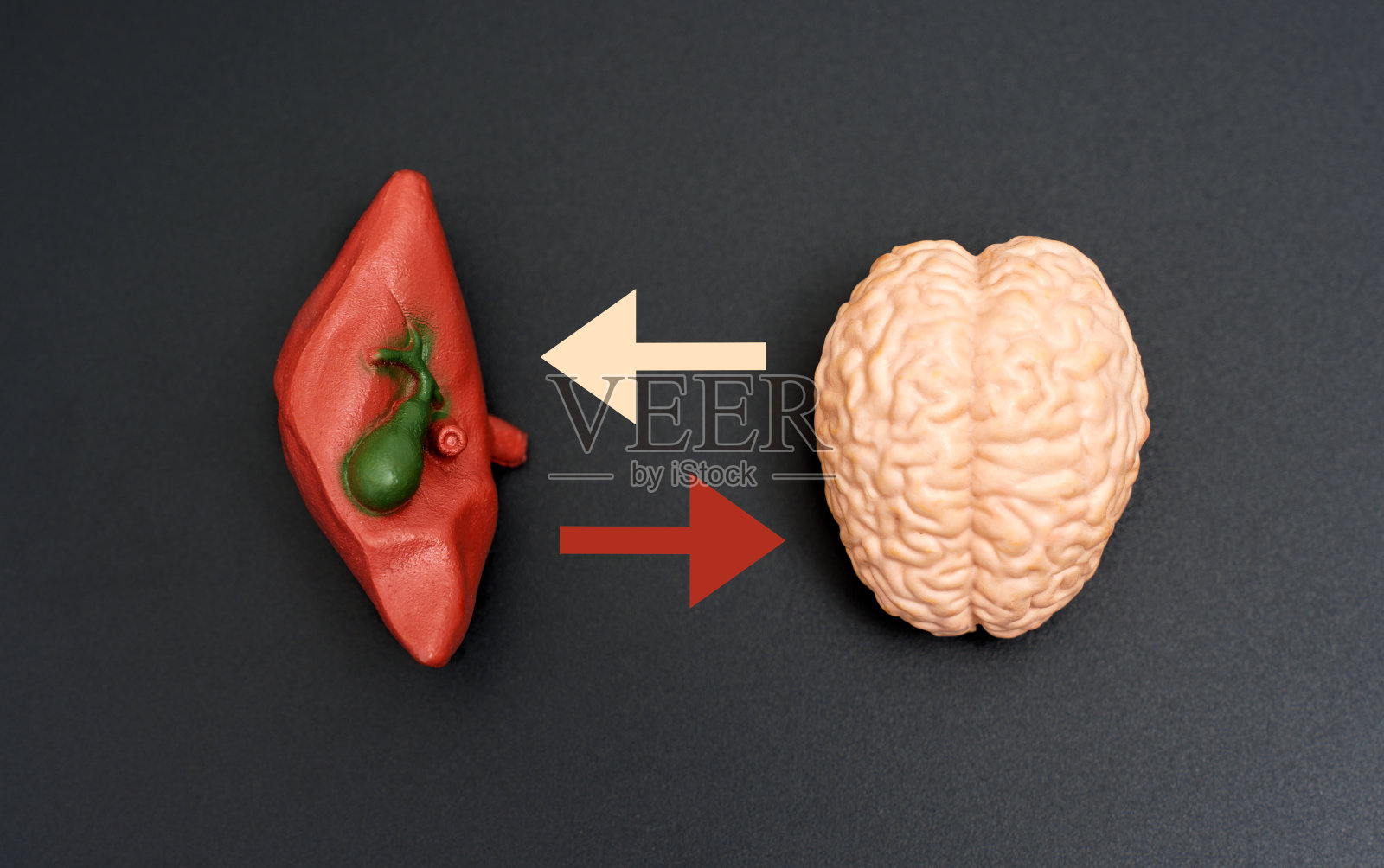 肝脏和大脑解剖模型,黑色箭头方向相反照片摄影图片