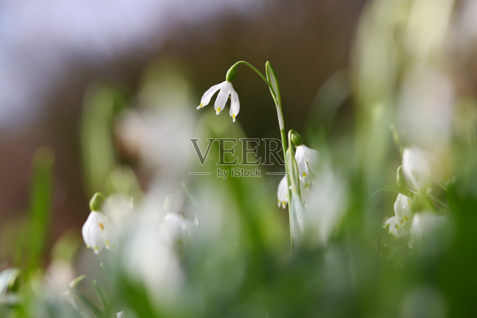 春天的雪花飘在花园里照片摄影图片