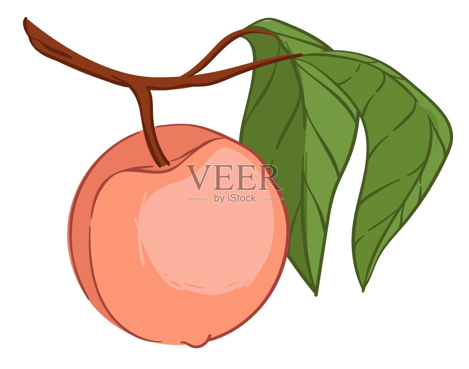 枝上挂桃或油桃果插画图片素材