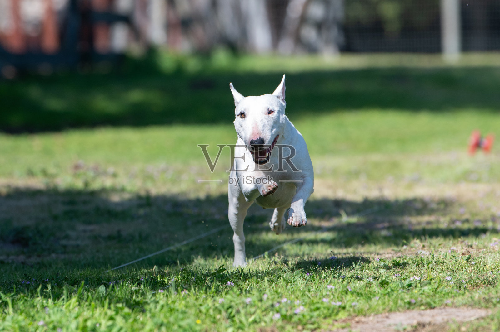 白色迷你牛头梗追逐诱饵线照片摄影图片