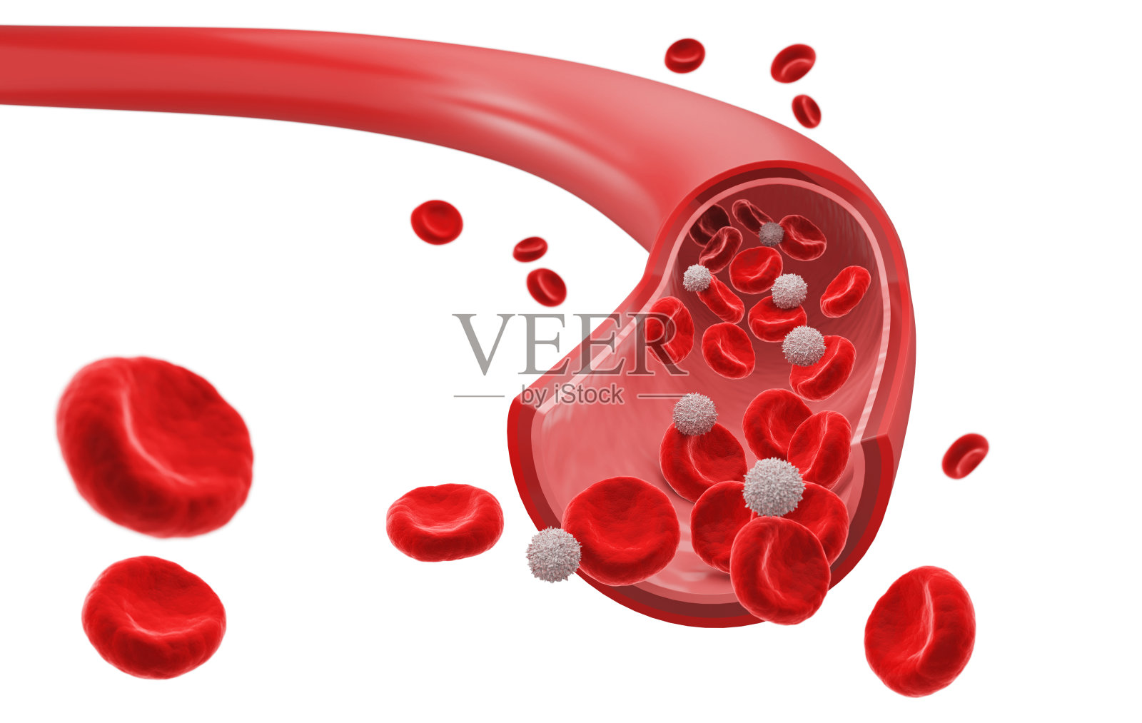 有流动的红细胞和白细胞的血管。照片摄影图片