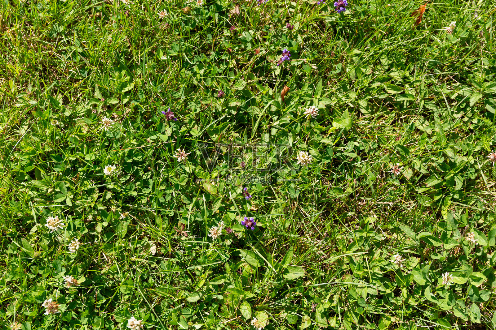 夏季被三叶草和花朵覆盖的地面。照片摄影图片