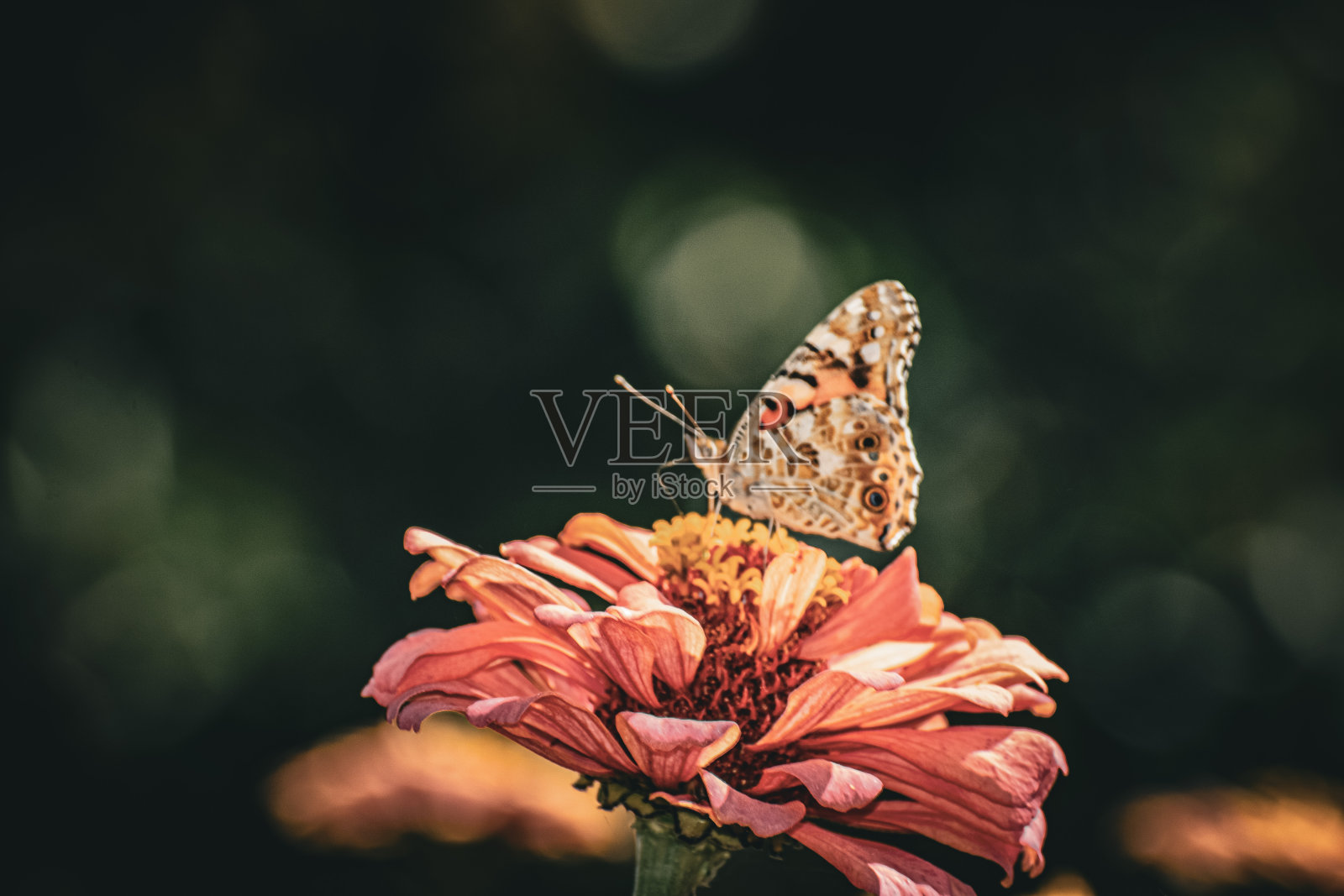 一朵花上的蝴蝶上将照片摄影图片