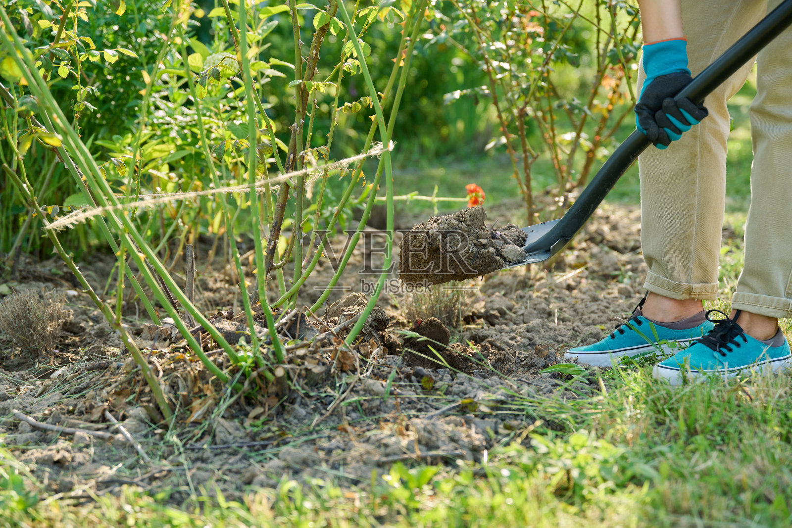 拿着铲子在玫瑰丛周围挖土的女园丁照片摄影图片