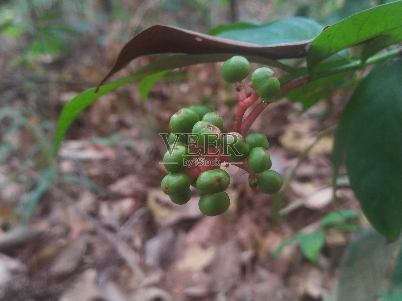 绿色水果照片摄影图片