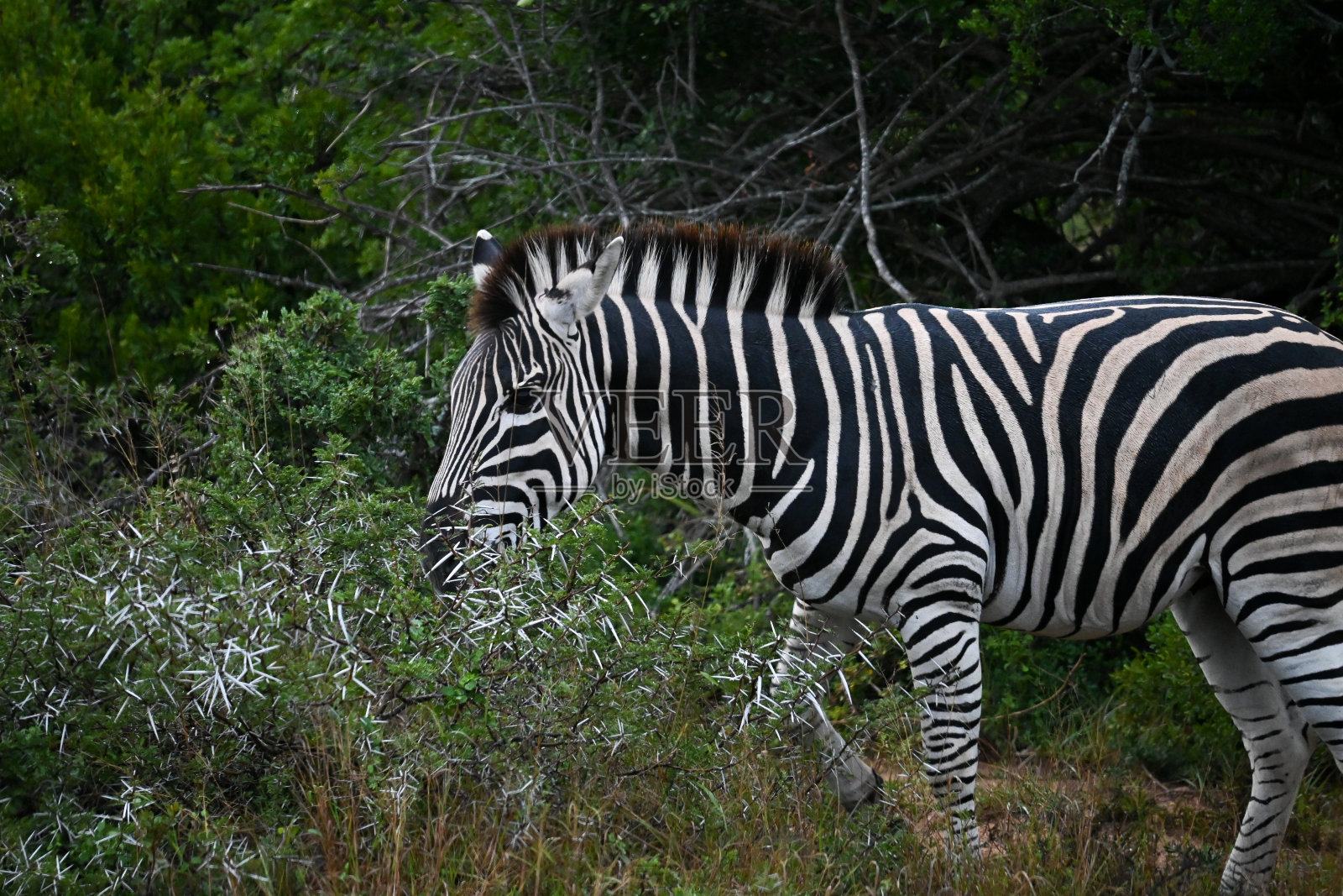 南非阿多国家公园的斑马照片摄影图片
