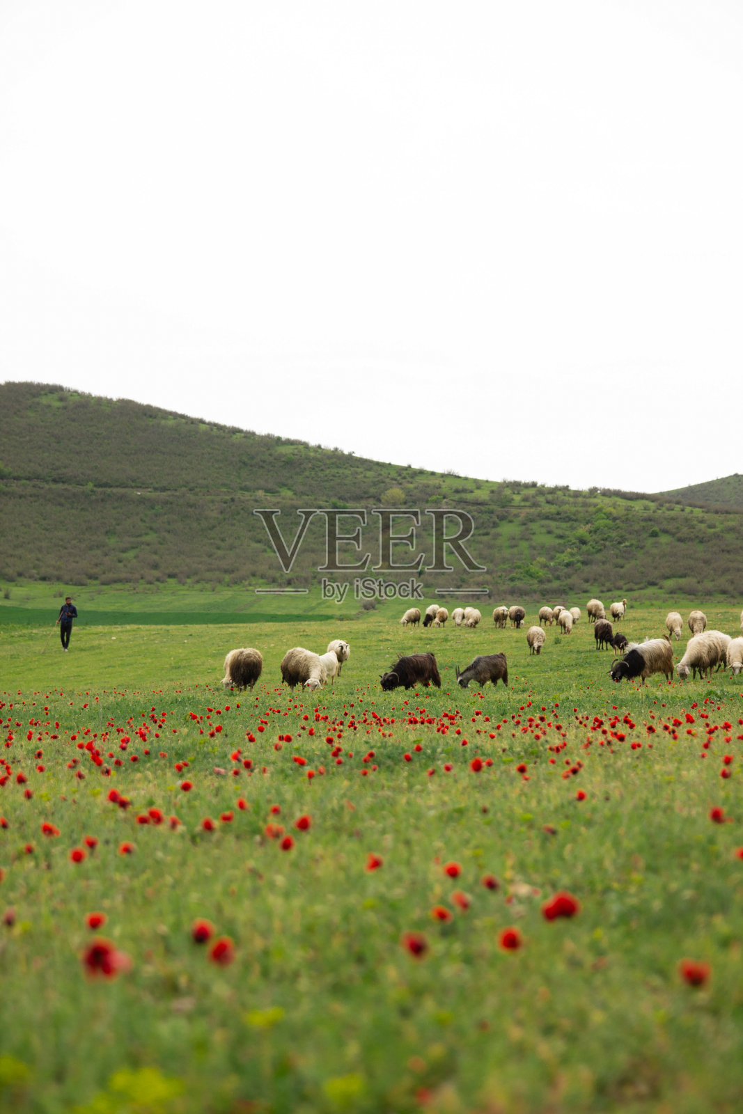 罂粟花田照片摄影图片