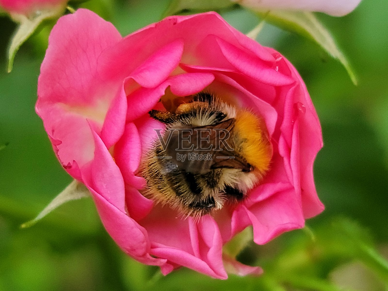 蜜蜂照片摄影图片