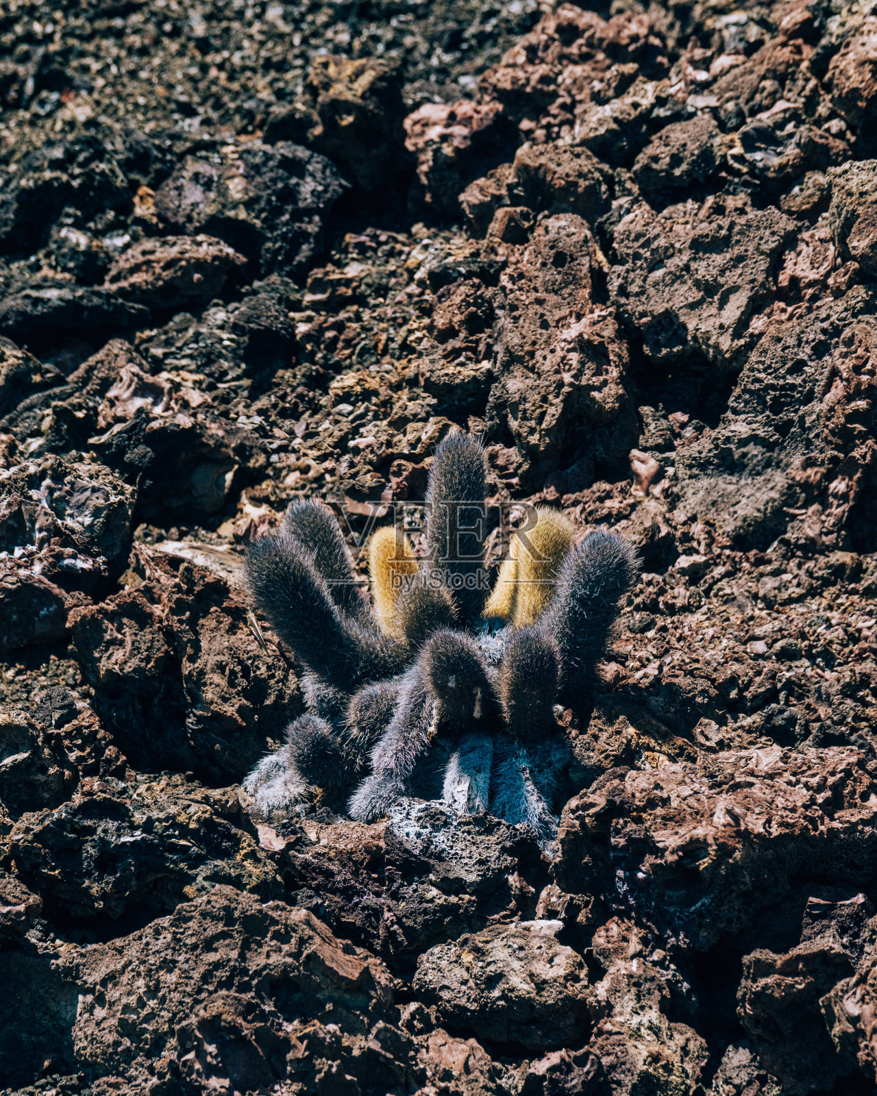 加拉帕戈斯群岛Bartolome上的熔岩仙人掌,特有植物照片摄影图片