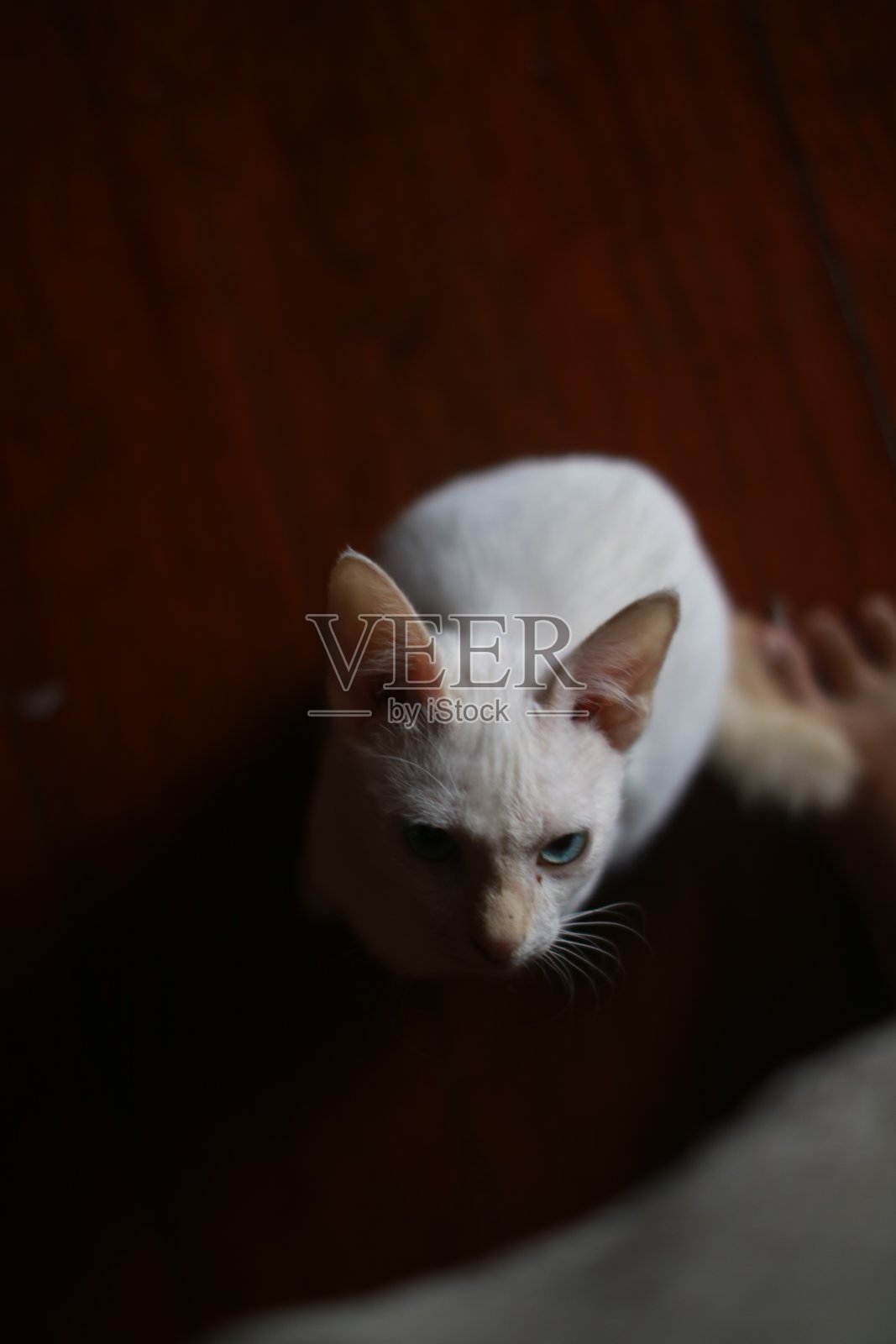 猫照片摄影图片