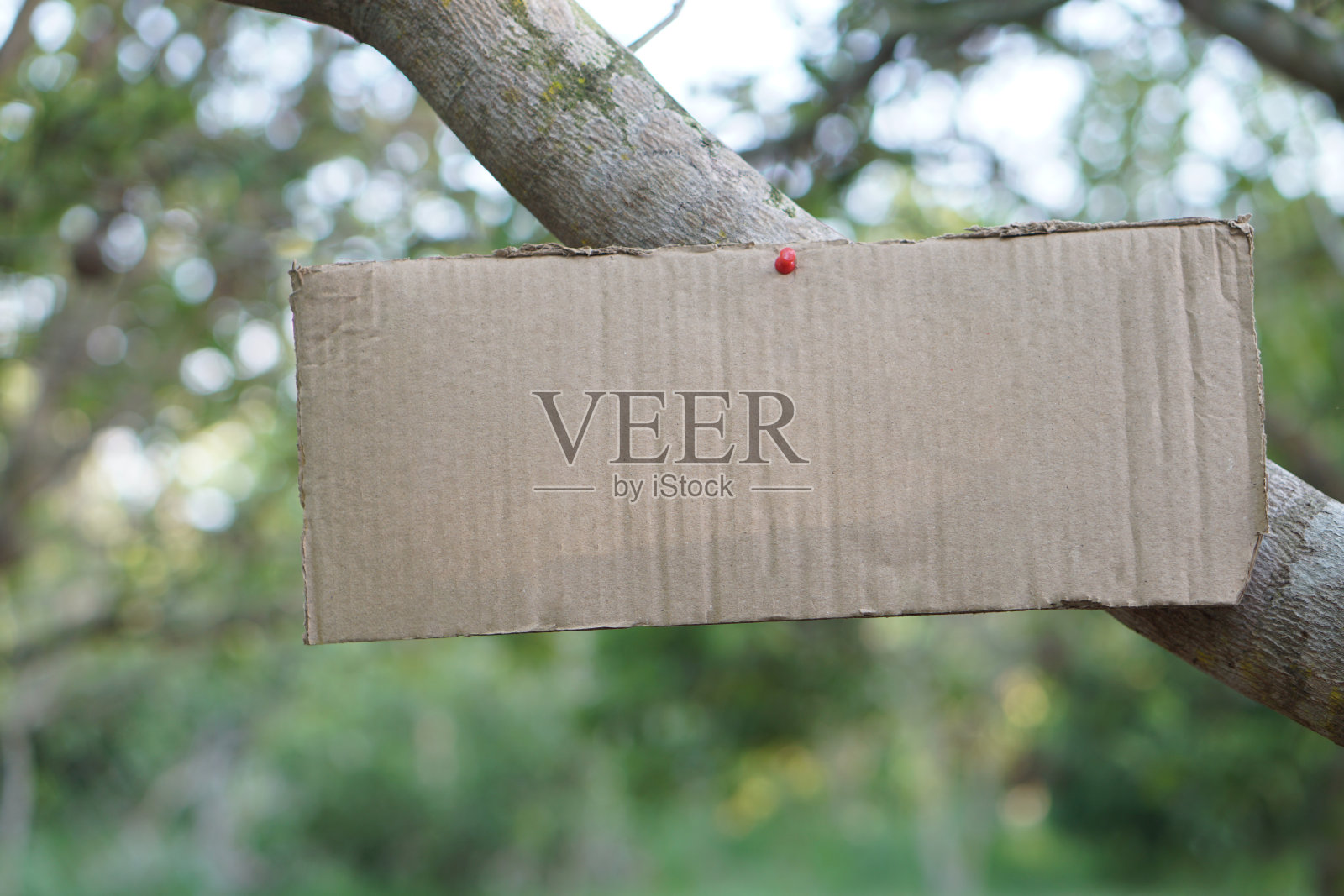 用来添加文字或单词的空白纸板,贴在树枝上。概念、标志和通知。公告。给信息。照片摄影图片