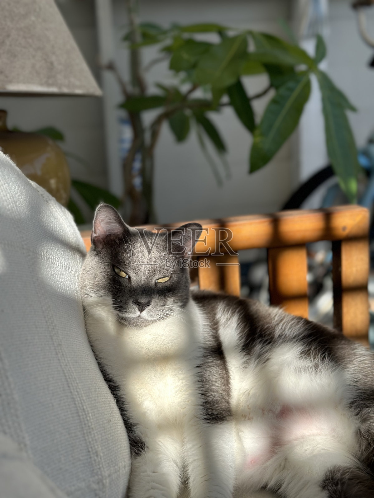 铁托的猫照片摄影图片