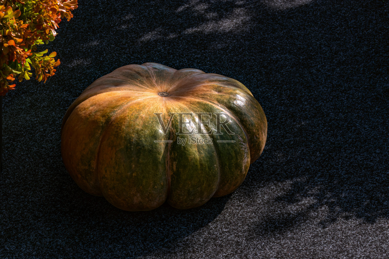 成熟的巨大尺寸的冬南瓜。深色食物照片。低调。照片摄影图片