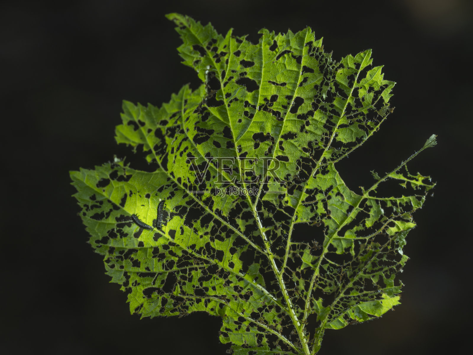 毛毛虫在吃一片绿叶照片摄影图片