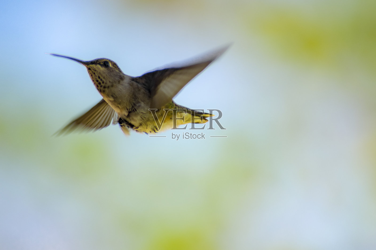 鸟类和蝴蝶照片摄影图片