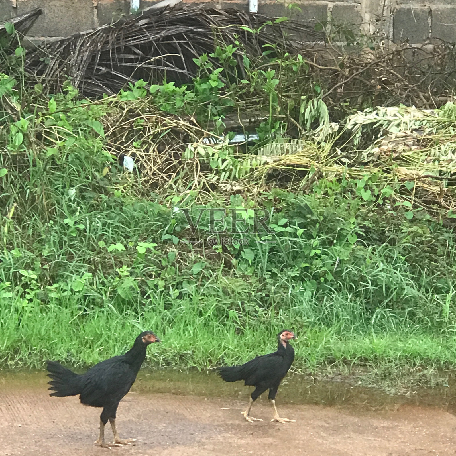 两只鸡走路照片摄影图片
