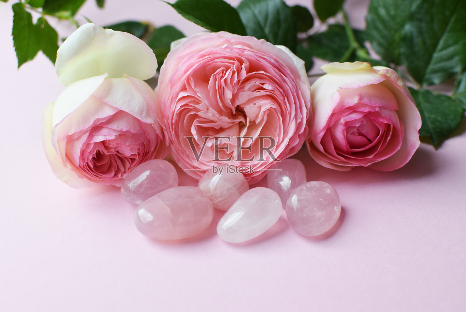 灌木玫瑰皮埃尔·德·朗萨(伊甸园玫瑰85)与天然玫瑰石英石。照片摄影图片