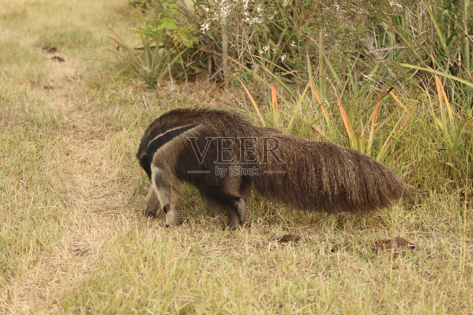 国旗食蚁兽照片摄影图片