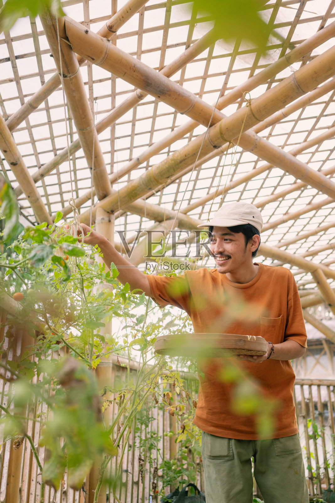 年轻的东南亚男子拿着新鲜的番茄从植物提竹篮照片摄影图片