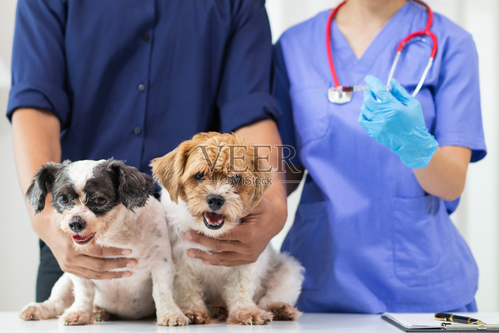 专门从事兽医的兽医正在动物医院检查狗的健康状况,寻找狗的疾病和伤害。兽医正在医院为狗检查治疗照片摄影图片