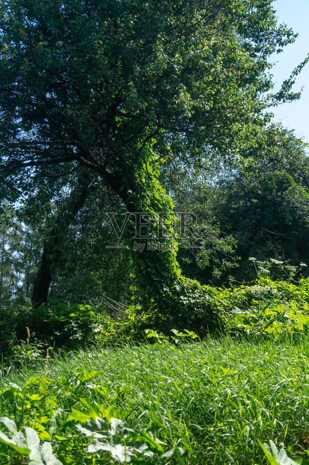 这棵树长满了叶子。常春藤的叶子把树完全盖住了照片摄影图片