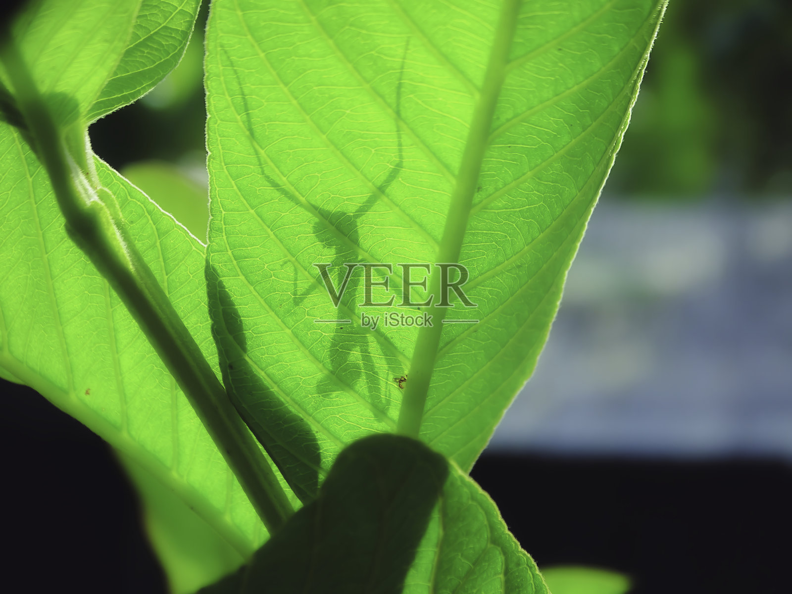 番石榴叶中的螳螂剪影照片摄影图片