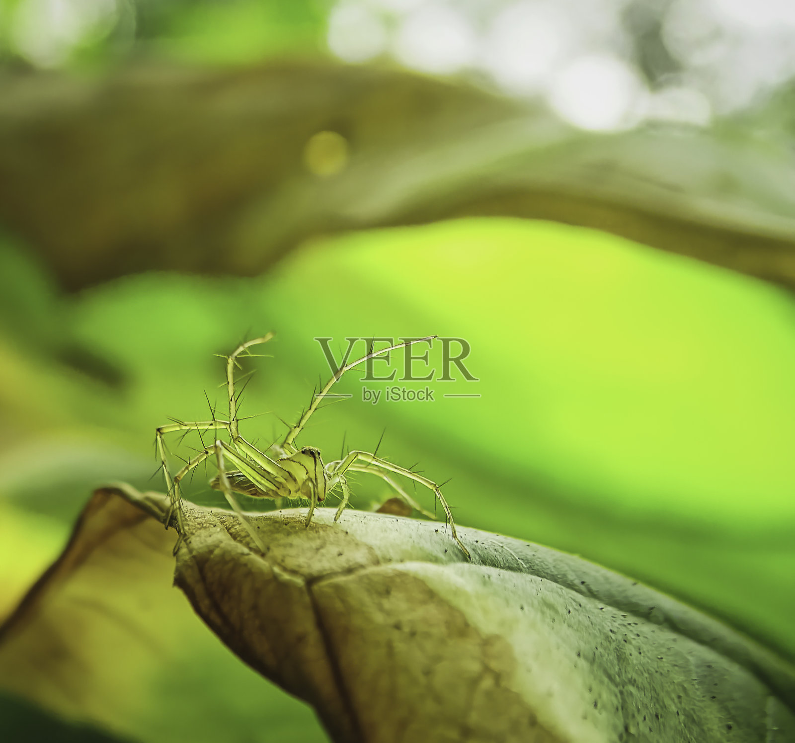 山猫蜘蛛在叶子上的近照照片摄影图片