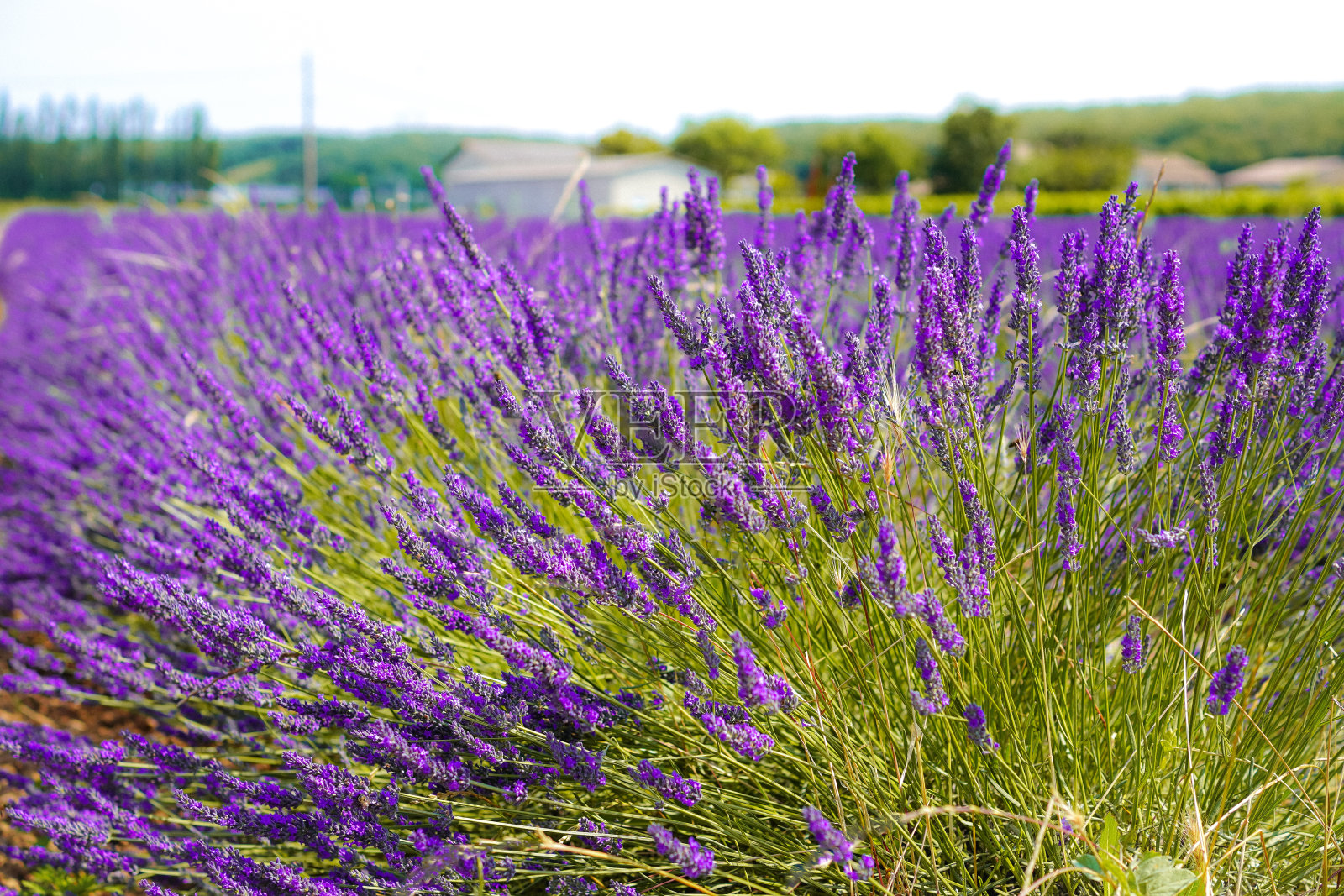 法国普罗旺斯美丽的薰衣草田照片摄影图片