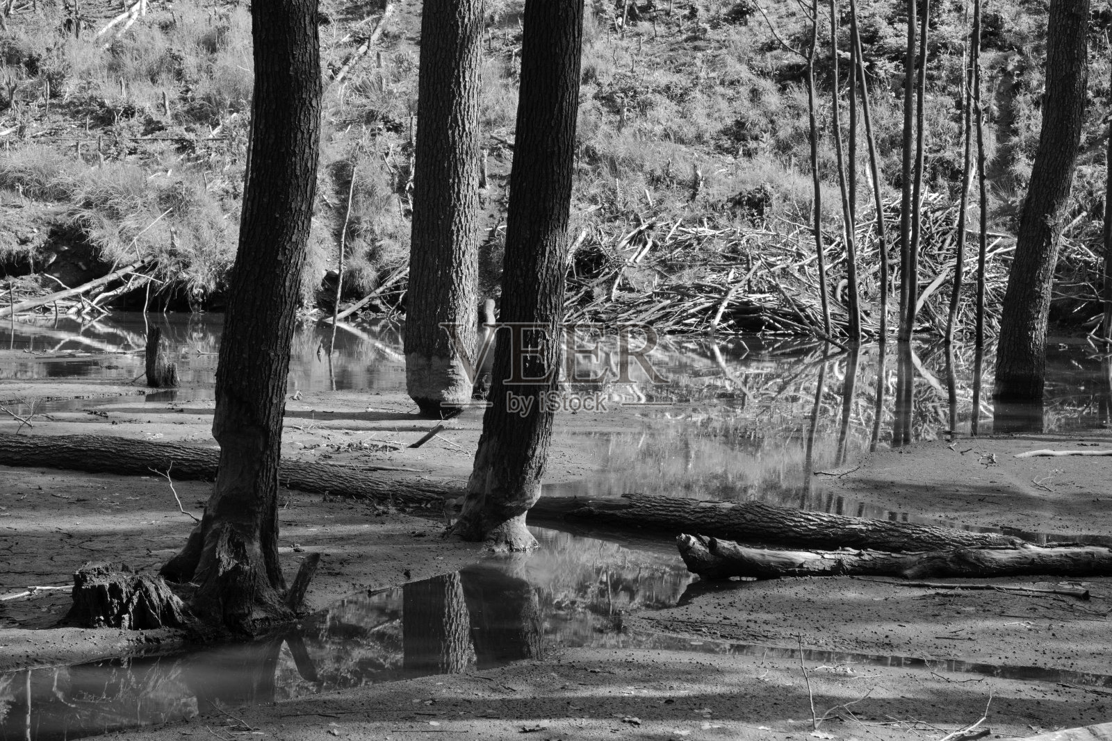 小喀尔巴阡—斯洛伐克的森林里,河狸挡在小溪上照片摄影图片