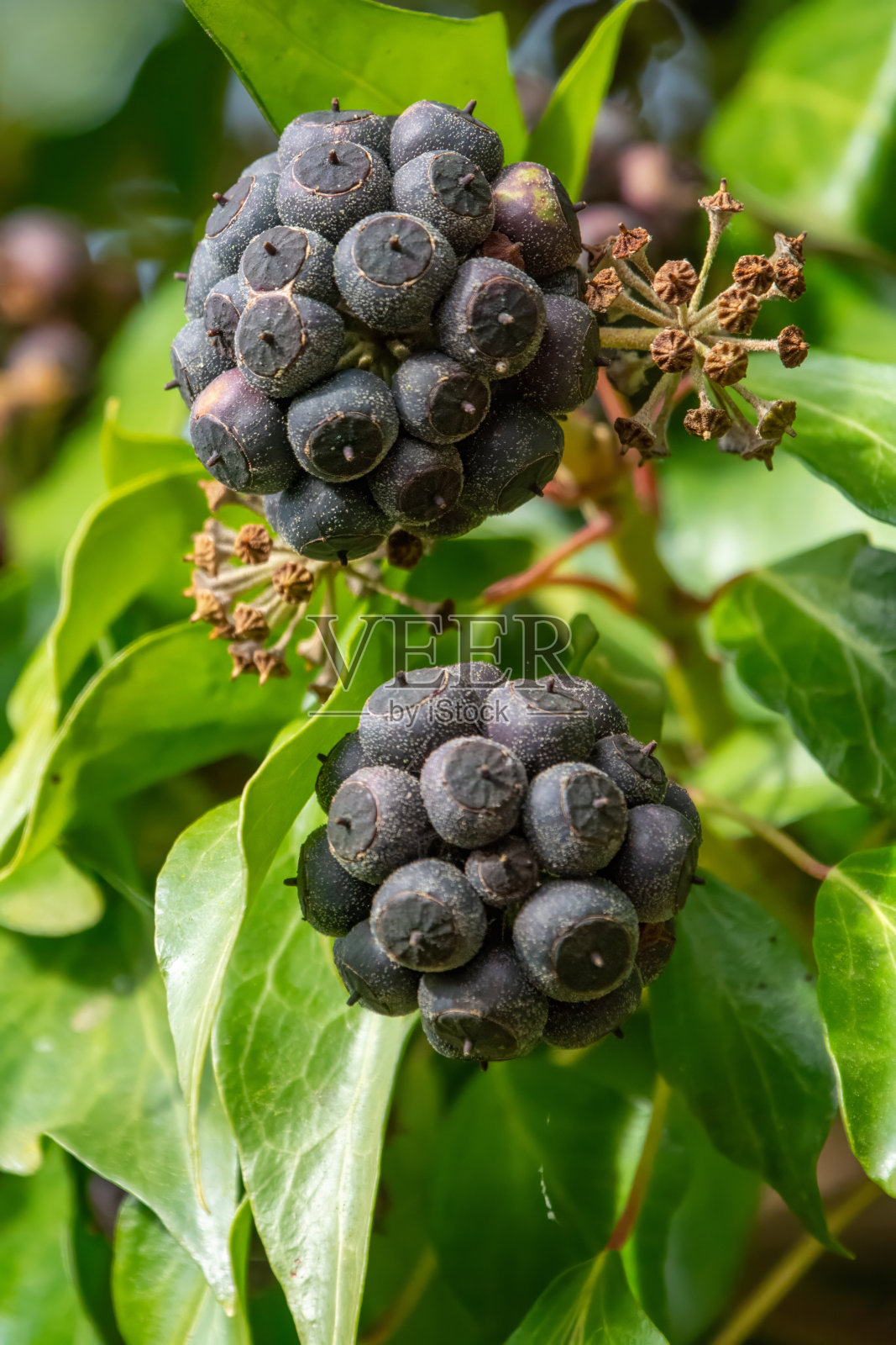 常春藤的黑色果实照片摄影图片