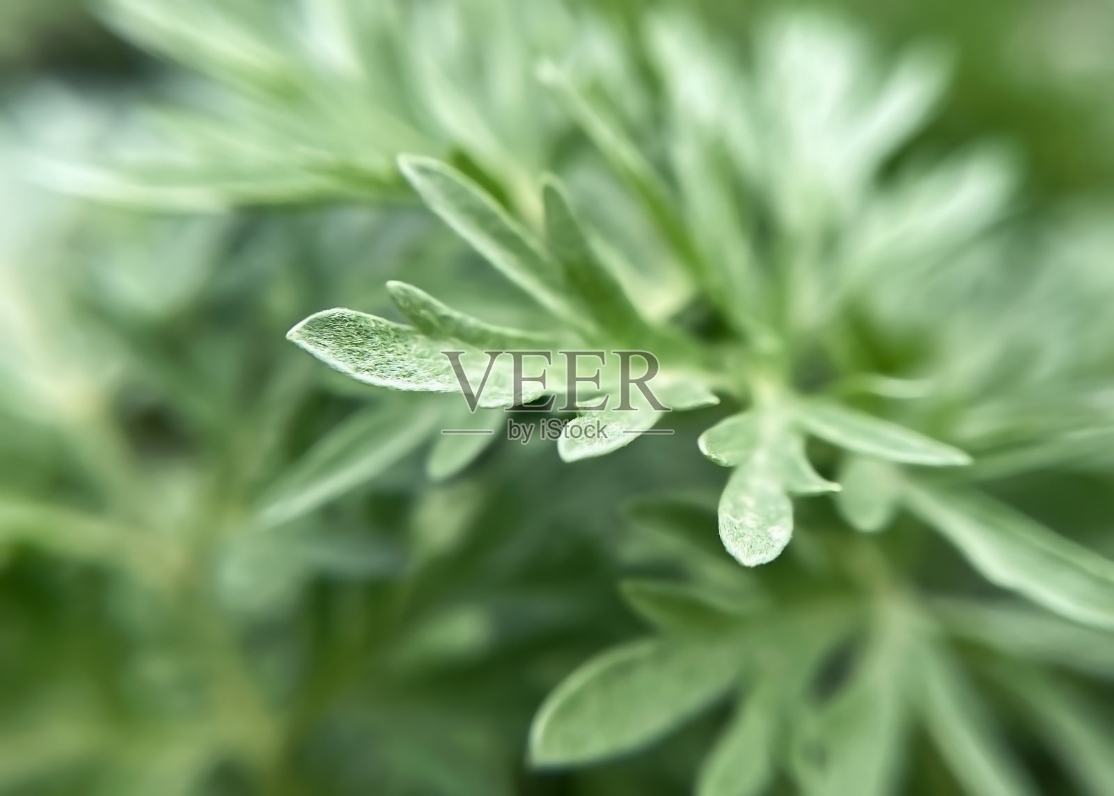 艾草的叶子特写照片摄影图片