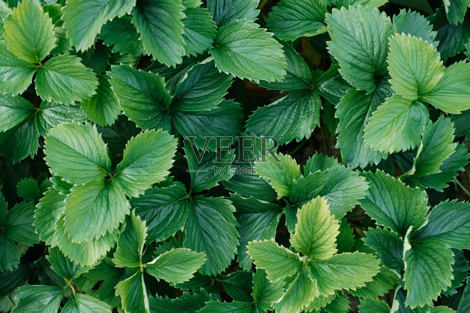 夏天花园里健康的绿色草莓叶子照片摄影图片