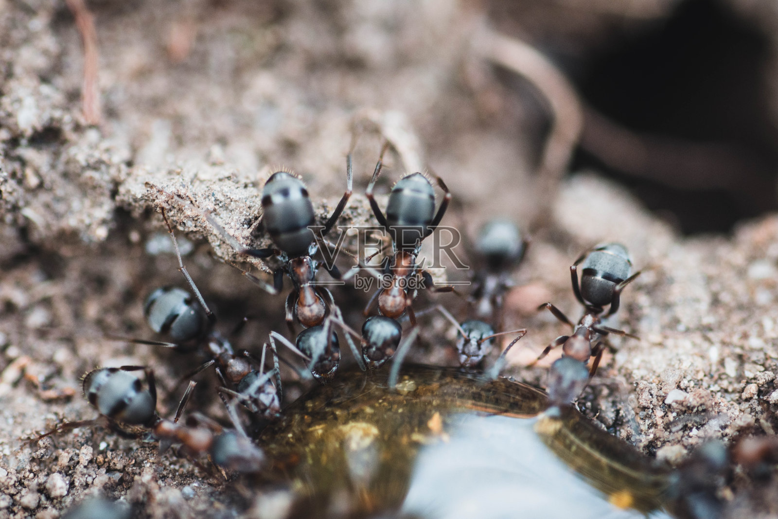 忙碌的蚂蚁照片摄影图片