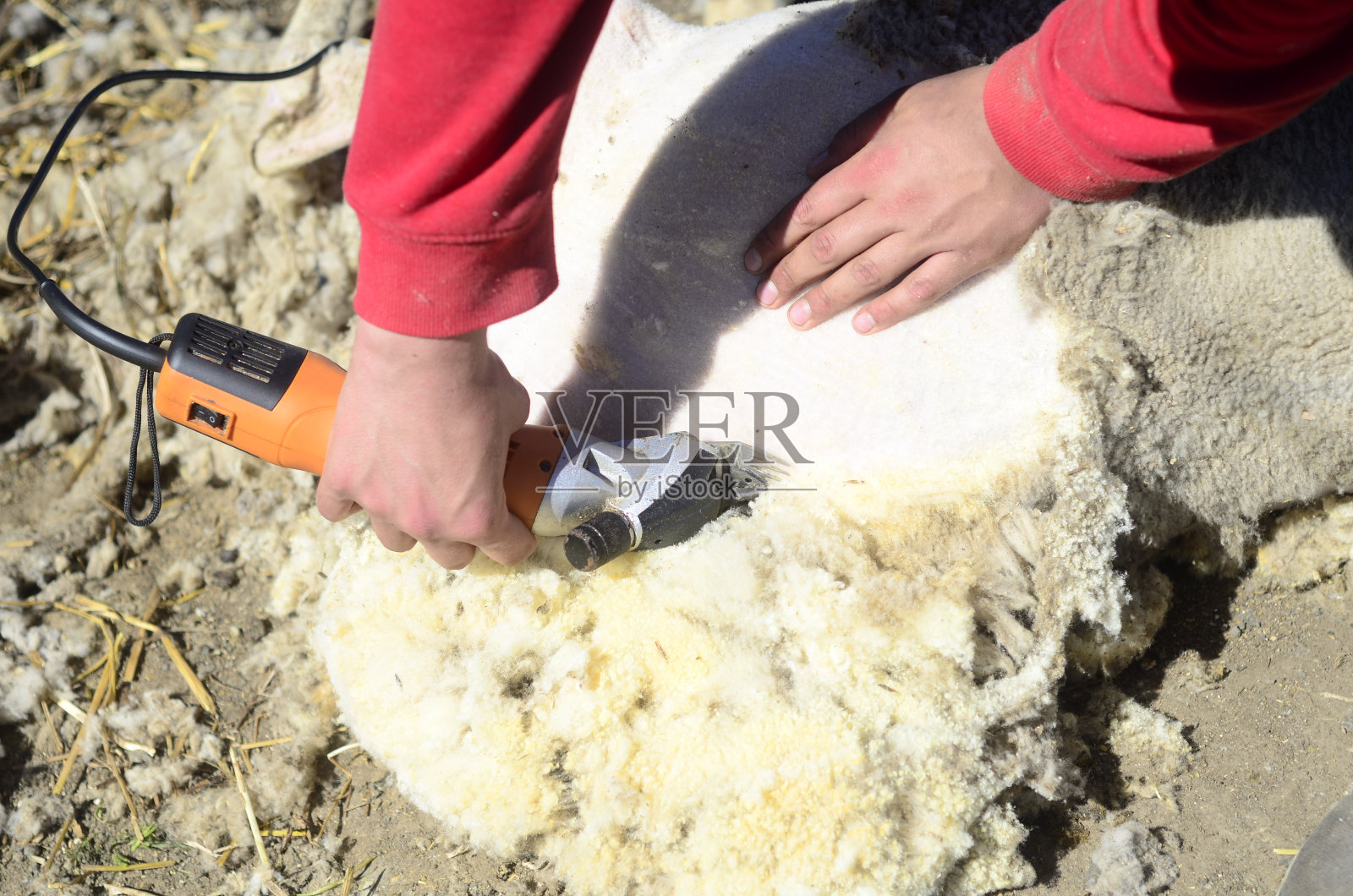 用剪刀剪羊毛。关闭了。照片摄影图片
