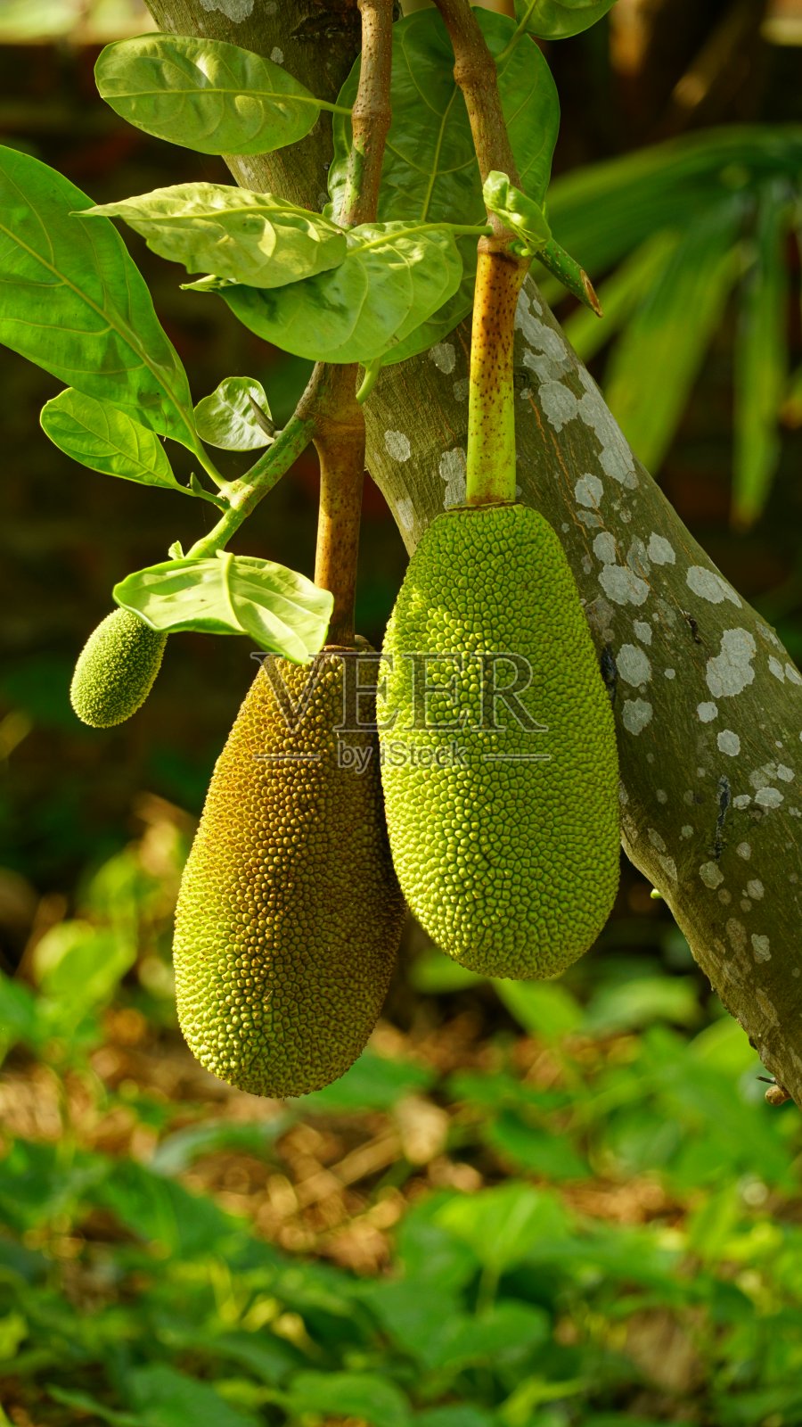 树上菠萝蜜的特写照片摄影图片