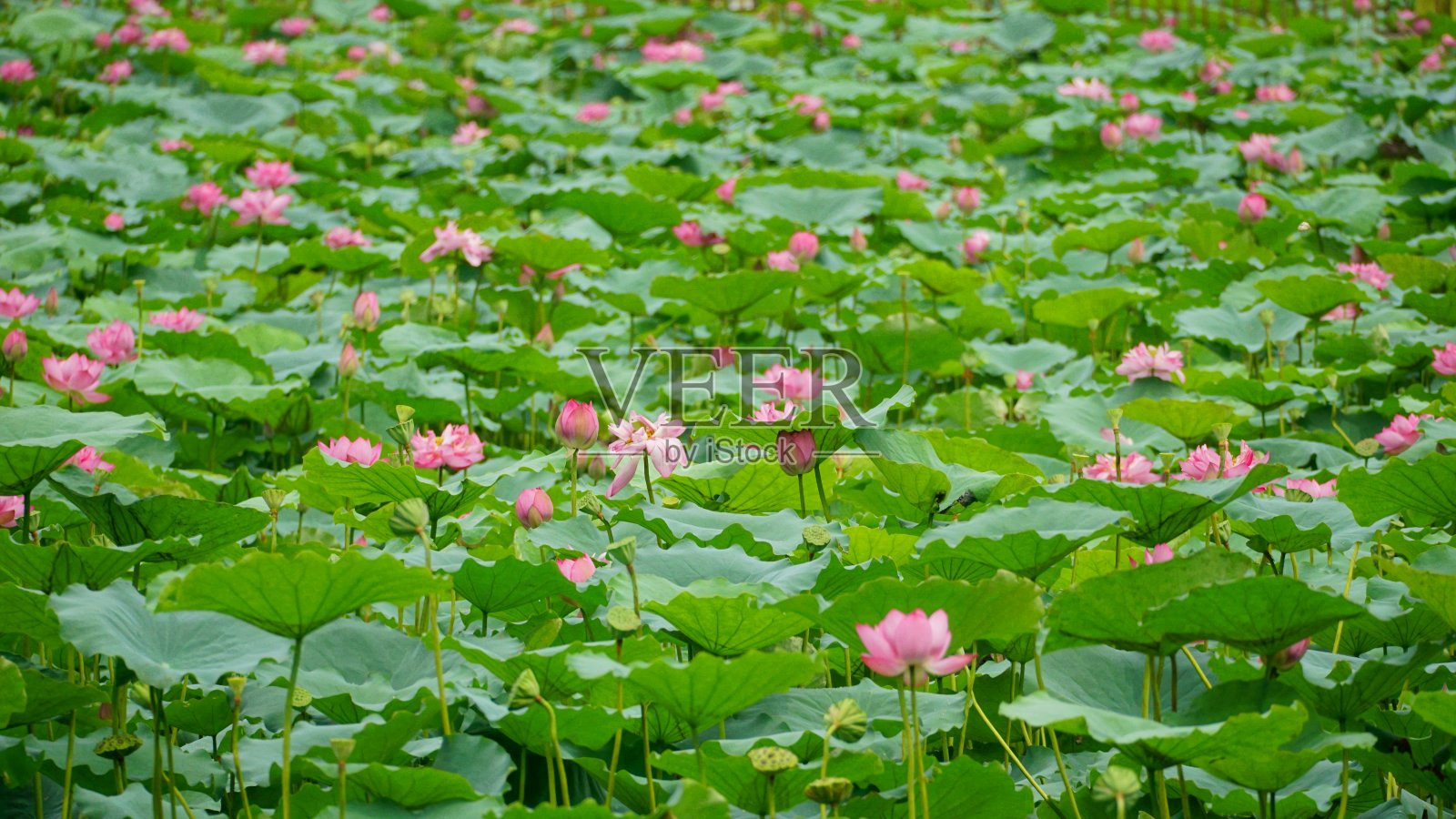 湖中荷花盛开的特写照片摄影图片
