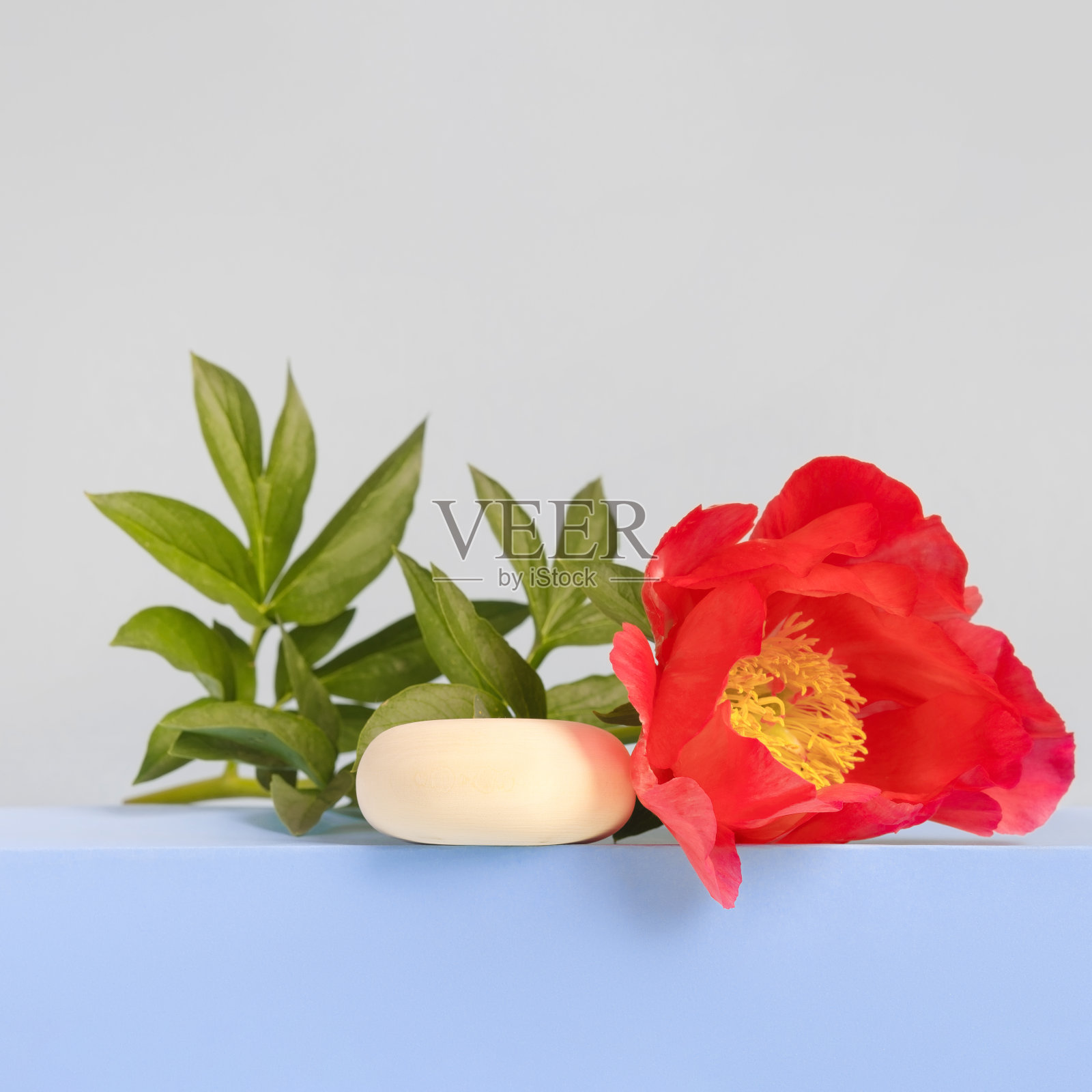 木石台饰牡丹花照片摄影图片